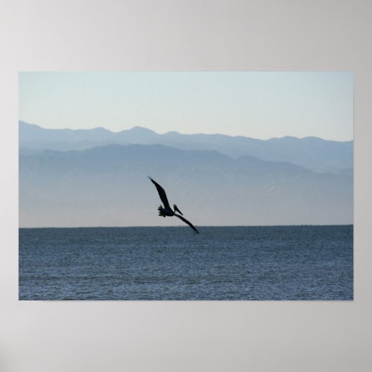 Poster Pelican Turning to Dive (Devant)