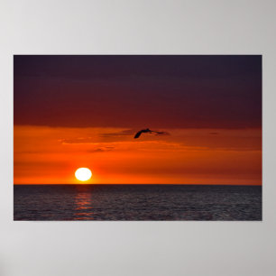 Poster Pélican volant au coucher du soleil