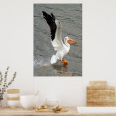 Poster Pelican Wings (Cuisine)