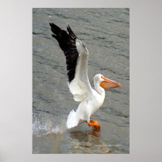 Poster Pelican Wings