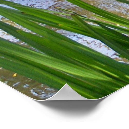 POSTER PÉLICANS (Coin)