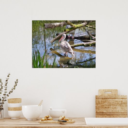 POSTER PÉLICANS (Cuisine)