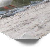 Poster Pélicans (Coin)