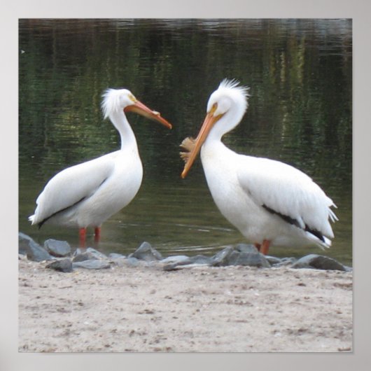 Poster Pélicans (Devant)
