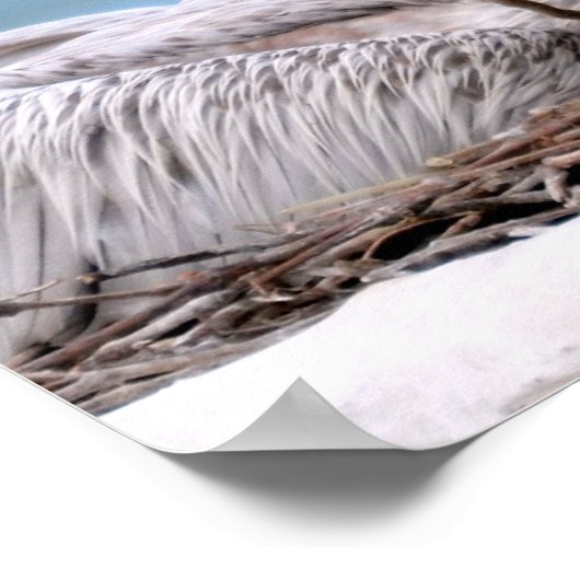 Poster Pélicans à dos roses (Coin)