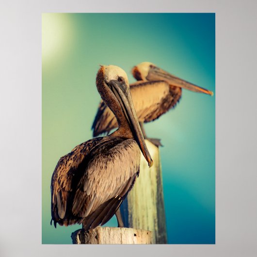 Poster Pélicans à l'aube (Devant)