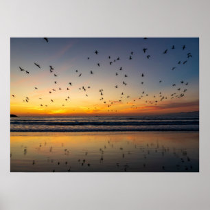 Poster Pélicans au coucher du soleil - Venice Beach, CA