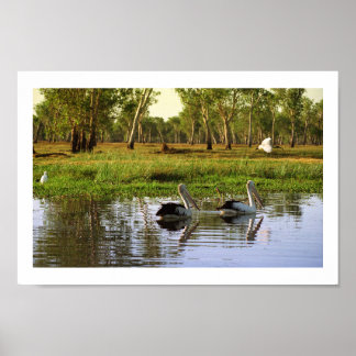 Poster Pélicans australiens, Parc national de Kakadu, NT