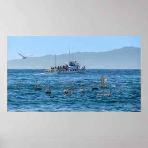 Poster Pélicans Basking & Bateau - Marina Del Rey, CA