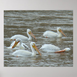 Poster Pélicans blancs B16 sur une rivière boueuse