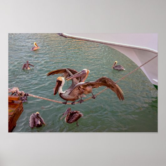 Poster Pélicans Bruns se disputent en Floride (Devant)