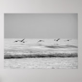 Poster Pélicans en vol (Devant)