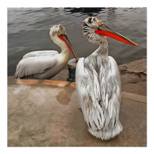 Poster Pélicans - Les jumeaux gris Portrait Artistique