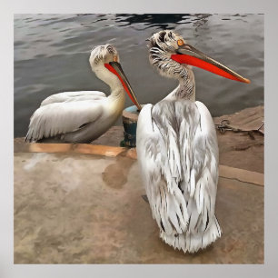Poster Pélicans - Les jumeaux gris Portrait Artistique
