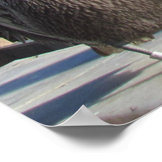 Poster - Pélicans sur la jetée (Coin)