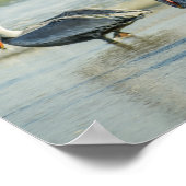 Poster Pélicans sur une plage de Floride Oiseaux Archivag (Coin)