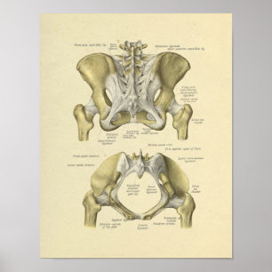 Poster Pelvis Lumbar Joint Anatomie Bones Imprimer