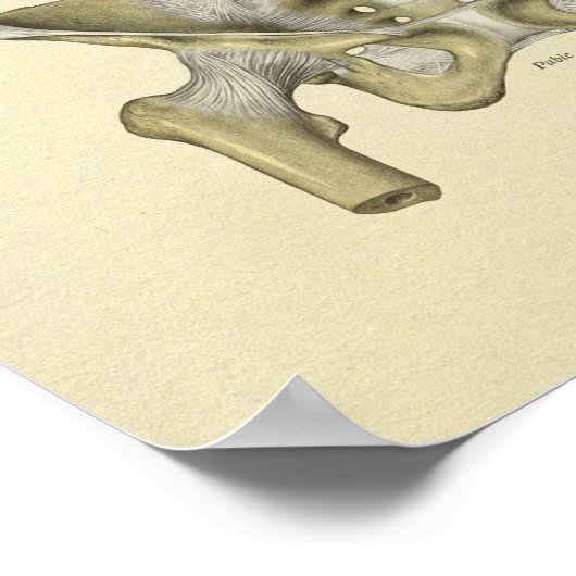 Poster Pelvis Lumbar Joint Anatomie Bones Imprimer (Coin)