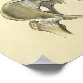 Poster Pelvis Lumbar Joint Anatomy Bones Print (Coin)