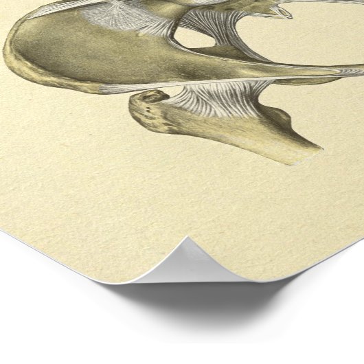 Poster Pelvis Lumbar Joint Anatomy Bones Print (Coin)