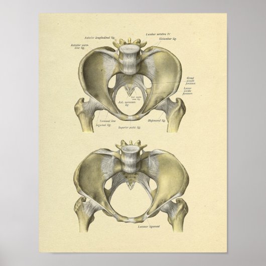 Poster Pelvis Lumbar Joint Anatomy Bones Print (Devant)