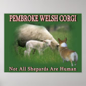 POSTER PEMBROKE WELSH CORGI (Devant)