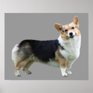 Poster Pembroke Welsh Corgi Imprimer