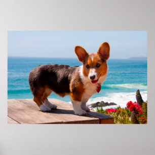 Poster Pembroke Welsh Corgi puppy standing on table