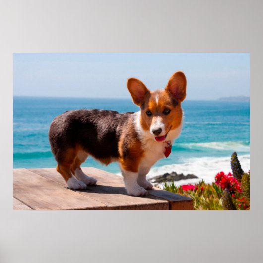 Poster Pembroke Welsh Corgi puppy standing on table (Devant)