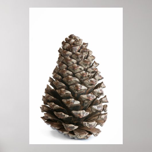 Poster Pénecone unique (Devant)