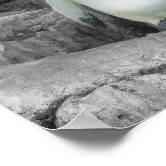 Poster Penguin (Coin)