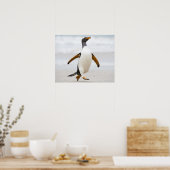 Poster Penguin Gentoo (Cuisine)