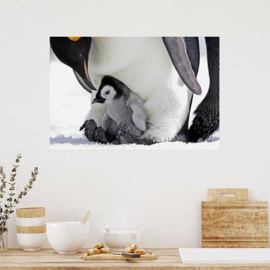 Poster Penguin | Île de Snow Hill (Cuisine)