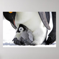 Penguin | Île de Snow Hill