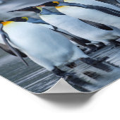 Poster Penguins du roi - Antarctique (Coin)