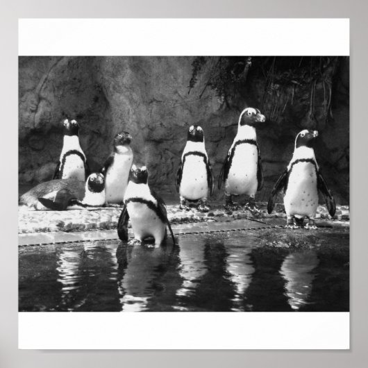 Poster Penguins Galore (Devant)