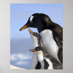 Poster Péninsule antarctique, port de Neko, Gentoo