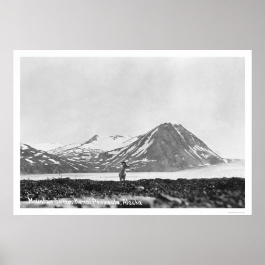 Poster Péninsule Sheep Kenai Alaska 1912 (Devant)