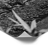 Poster Pennsylvania Avenue (Coin)