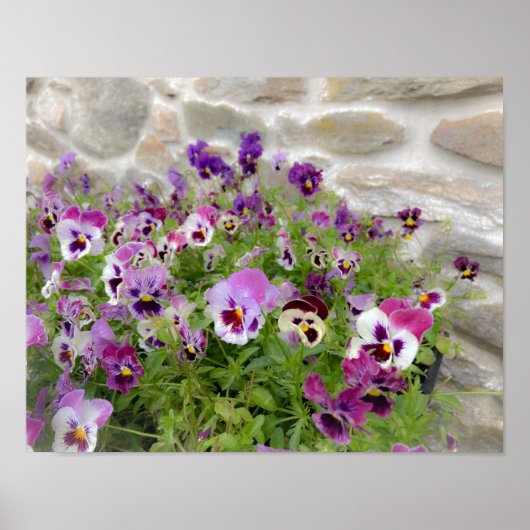 Poster Pennsylvania Flowers Print (Devant)