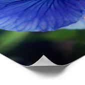 Poster Pensée bleue viola (Coin)