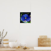 Poster Pensée bleue viola (Cuisine)