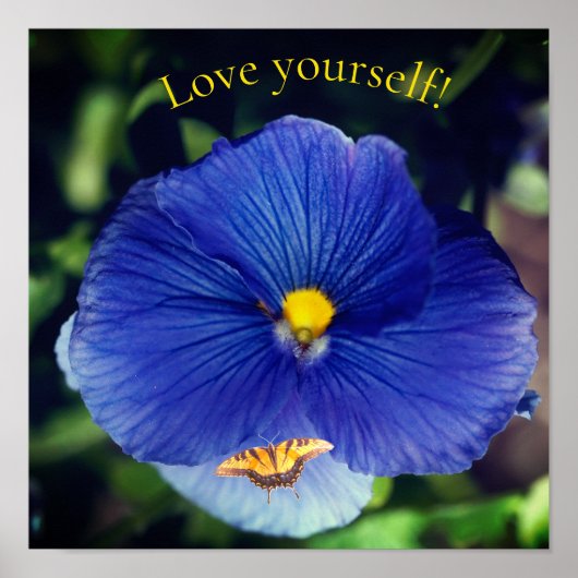 Poster Pensée bleue viola (Devant)