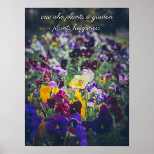 Poster Pensées colorées en fleurs dans le jardin campagna