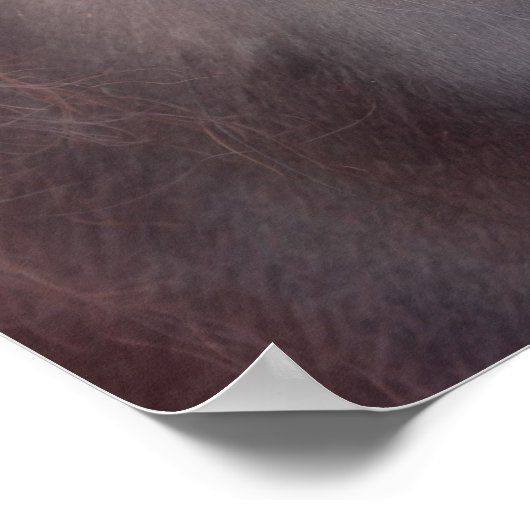 Poster Pensées privées Cheval Eye (Coin)