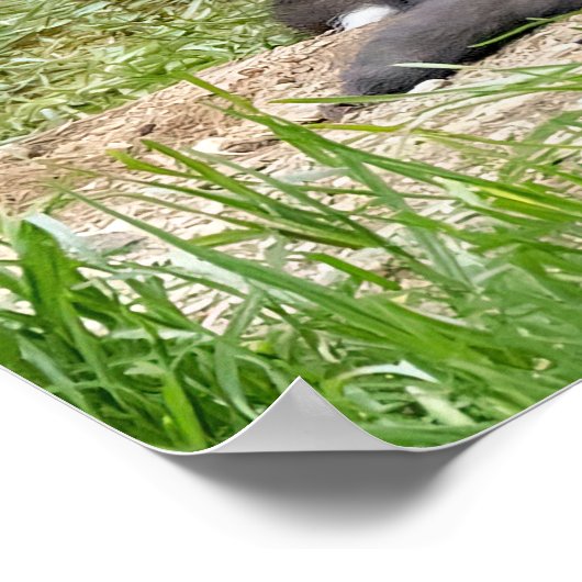 Poster Pensez différemment Renard (Coin)