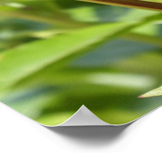 Poster Peonées de velours de Maron foncé (Coin)