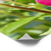 Poster Peonées de velours de Maron foncé (Coin)