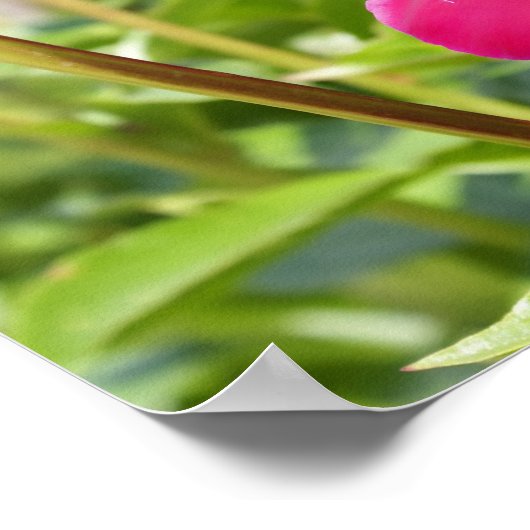 Poster Peonées de velours de Maron foncé (Coin)