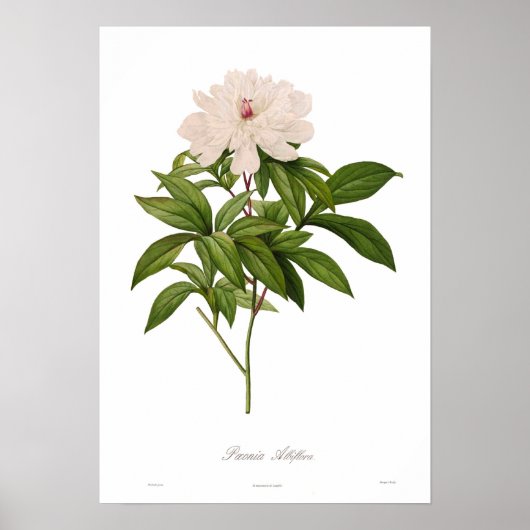 Poster Peonia albiflora (Devant)